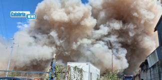 Vasto incendio a Vibo Valentia: scatta catena di solidarietà per salvare i cani di un rifugio vicino