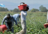 Cnr, in Calabria 12mila gli irregolari nei campi tra lavoro nero e grigio. Violenza non è elemento episodico