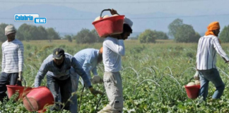Cnr, in Calabria 12mila gli irregolari nei campi tra lavoro nero e grigio. Violenza non è elemento episodico