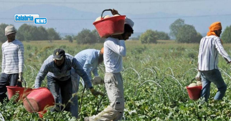 Cnr, in Calabria 12mila gli irregolari nei campi tra lavoro nero e grigio. Violenza non è elemento episodico