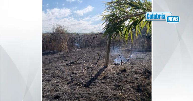Nuova intimidazione nel Reggino a imprenditrice agricola Patrizia Rodi Morabito: in fiamme kiwi e ulivi