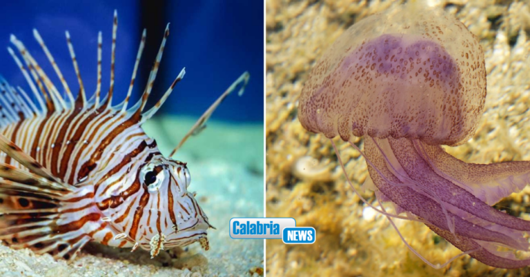 Pesci alieni e meduse pericolose: il Circolo Ibis realizza due schede informative per la sicurezza in mare