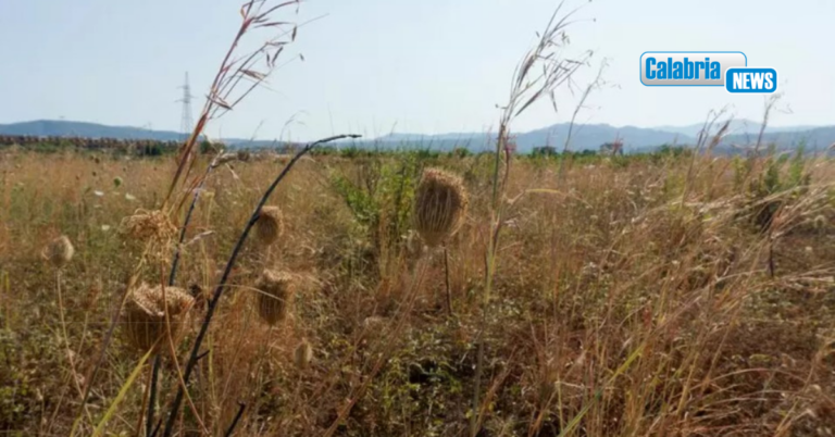 In Calabria deficit di pioggia marcato tra settembre e dicembre 2025, sale anche la temperatura media