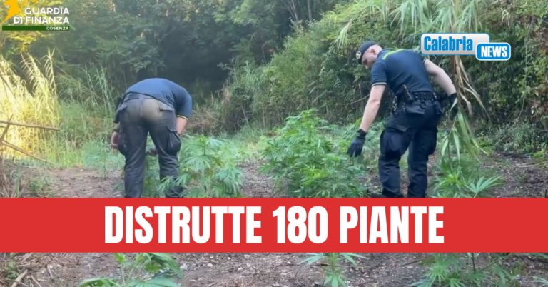 VIDEO-Sequestrata una piantagione di canapa indiana a Bonifati nel Cosentino