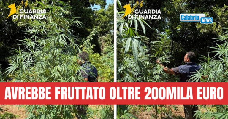 VIDEO-Blitz antidroga della GdiF nel Cosentino: scovata una piantagione di marijuana