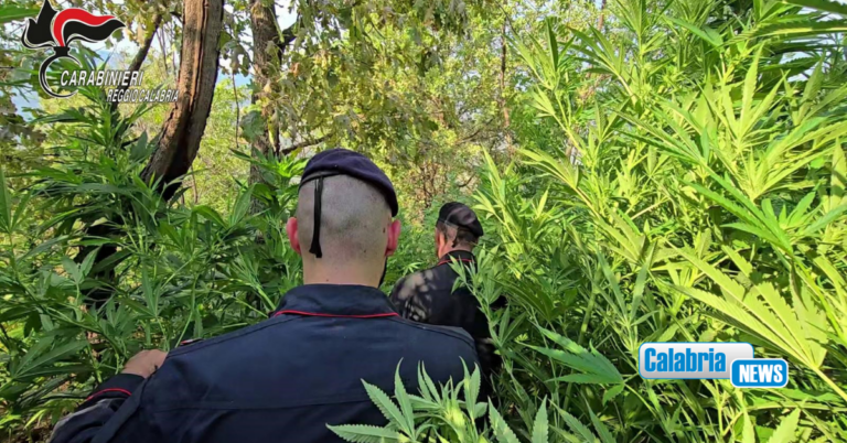 Sequestrate oltre mille piante di marijuana, tre arresti in flagranza nel Reggino