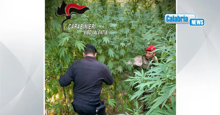 Nardodipace, scoperta piantagione di cannabis indica: 476 piante rinvenute dai Carabinieri