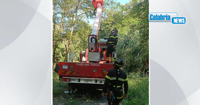 VIDEO-Parapendista rimane incastrato su cima albero a Fiumefreddo Bruzio, recuperato dai Vigili del fuoco