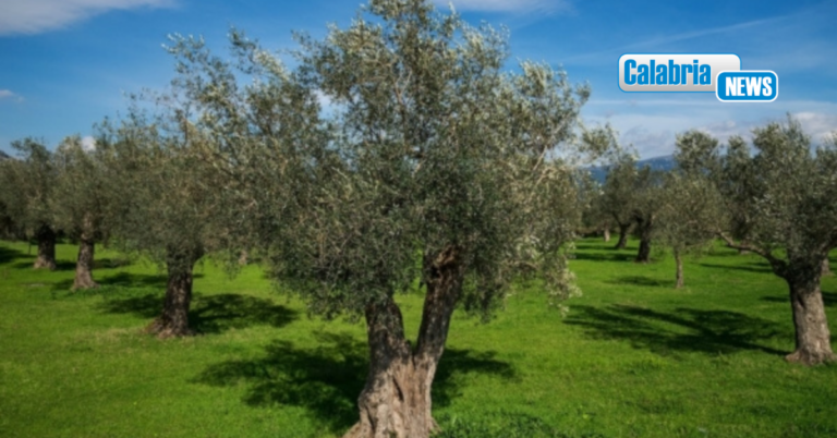 Xylella fastidiosa, CIA Calabria: Massimo rigore e isolamento immediato del focolaio a Taurianova