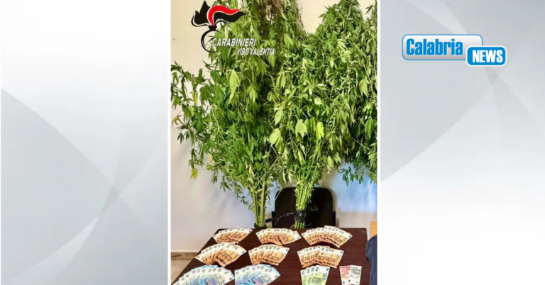Piantagioni di cannabis scoperte a Joppolo e Nardodipace: blitz antidroga dei Carabinieri, due denunce
