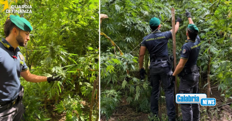 VIDEO-Guardia di finanza sequestra in Calabria 19 piantagioni di canapa, valore oltre 8,3 mililoni di euro