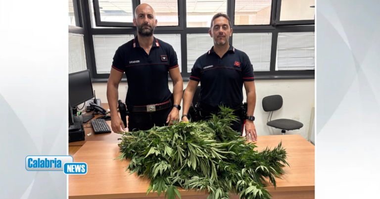 VIDEO-Attirati dall’odore i Carabinieri trovano piante di canapa indiana nel giardino: Denunciato un 50enne