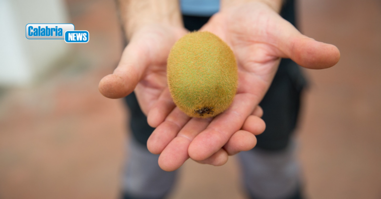 Blocco dei trasporti, allarme agricoltori Piana di Gioia Tauro: “Il kiwi cade a terra, servono risposte immediate”