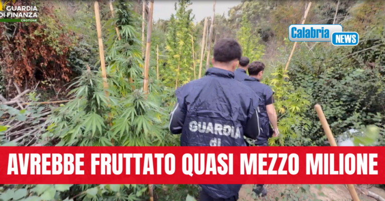 VIDEO-La Guardia di finanza sequestra una piantagione di cannabis nel Crotonese