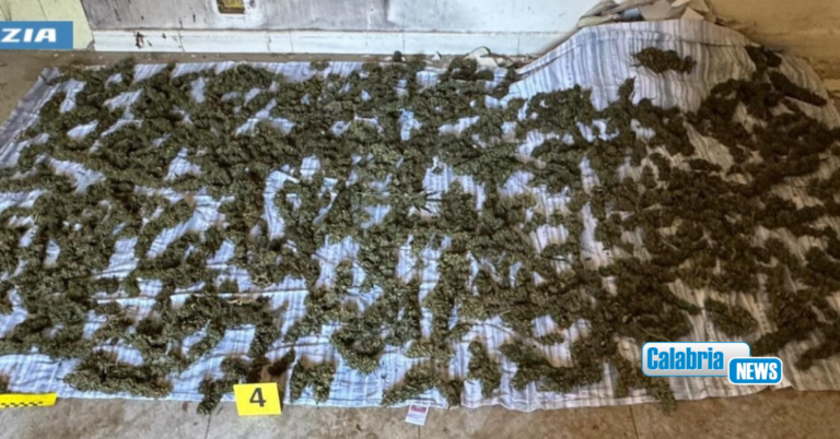 Pizzicato in casa con otto chili di marijuana, uomo arrestato dalla Polizia nel Reggino
